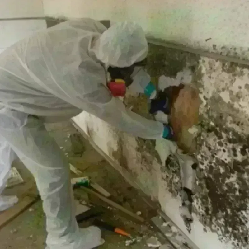 Mold Remediation and Removal in Guadalupe County, NM